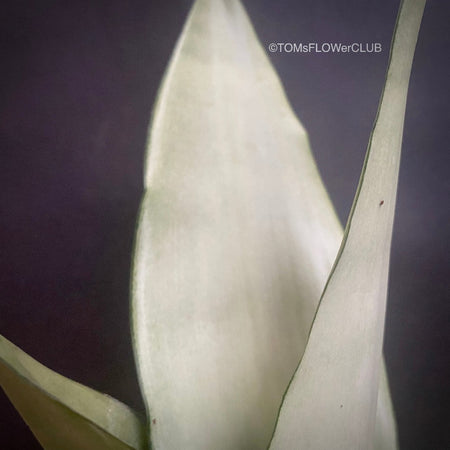 Sansevieria Trifasciata Moonshine, organically grown succulent plants for sale at TOMs FLOWer CLUB.