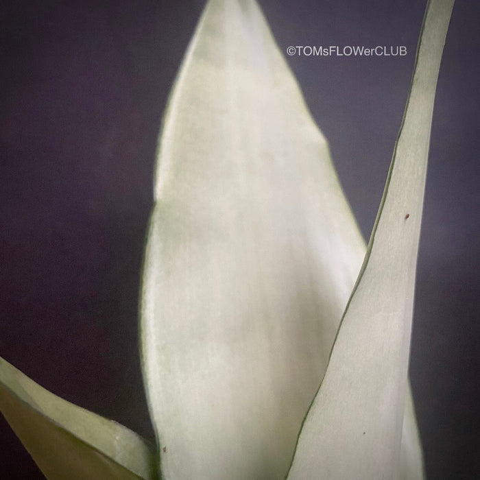 Sansevieria Trifasciata Moonshine, organically grown succulent plants for sale at TOMs FLOWer CLUB.