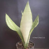 Sansevieria Trifasciata Moonshine, organically grown succulent plants for sale at TOMs FLOWer CLUB.