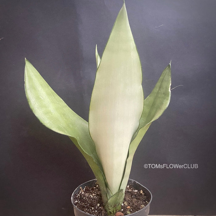 Sansevieria Trifasciata Moonshine, organically grown succulent plants for sale at TOMs FLOWer CLUB.