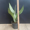 Sansevieria Trifasciata Moonshine, organically grown succulent plants for sale at TOMs FLOWer CLUB.