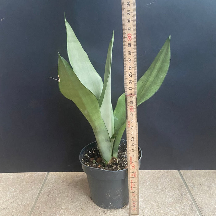 Sansevieria Trifasciata Moonshine, organically grown succulent plants for sale at TOMs FLOWer CLUB.