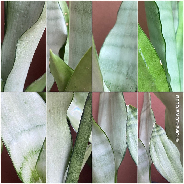 Sansevieria Trifasciata Moonshine, organically grown succulent plants for sale at TOMs FLOWer CLUB.