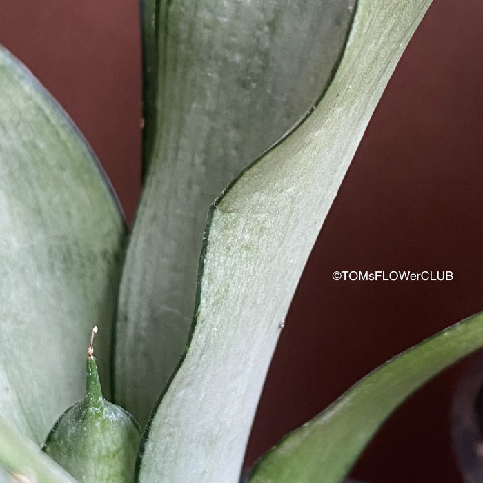 Sansevieria Trifasciata Moonshine, organically grown succulent plants for sale at TOMs FLOWer CLUB.