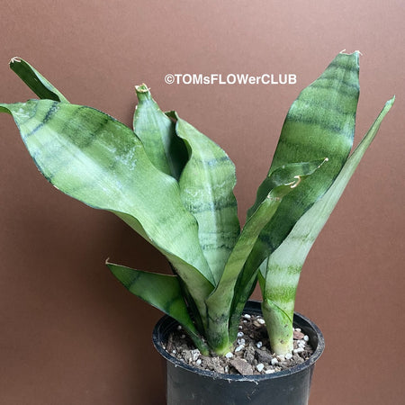 Sansevieria Trifasciata Moonshine, organically grown succulent plants for sale at TOMs FLOWer CLUB.