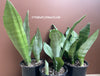 Sansevieria Trifasciata Moonshine, organically grown succulent plants for sale at TOMs FLOWer CLUB.