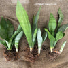 Sansevieria Trifasciata Moonshine, organically grown succulent plants for sale at TOMs FLOWer CLUB.