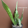 Sansevieria Trifasciata Moonshine, organically grown succulent plants for sale at TOMs FLOWer CLUB.
