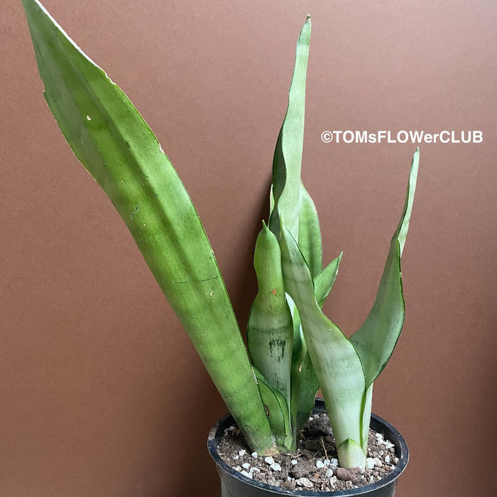 Sansevieria Trifasciata Moonshine, organically grown succulent plants for sale at TOMs FLOWer CLUB.