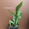 Sansevieria Trifasciata Moonshine, organically grown succulent plants for sale at TOMs FLOWer CLUB.