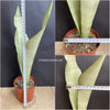 Sansevieria Trifasciata Moonshine, white snake plant, organically grown succulent plants for sale at TOMs FLOWer CLUB.