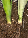Sansevieria Trifasciata Moonshine, white snake plant, organically grown succulent plants for sale at TOMs FLOWer CLUB.