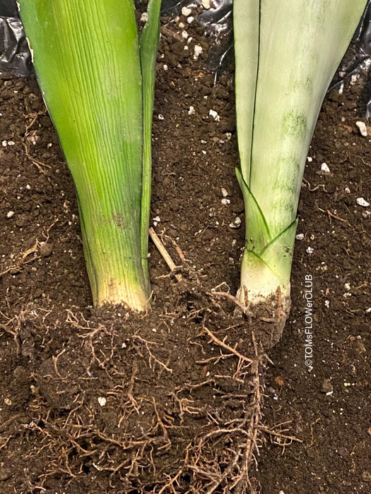 Sansevieria Trifasciata Moonshine, white snake plant, organically grown succulent plants for sale at TOMs FLOWer CLUB.