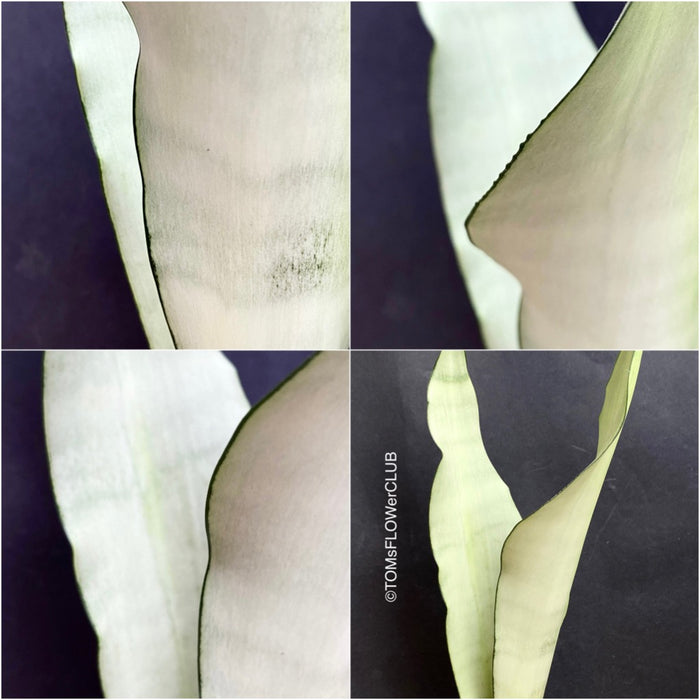Sansevieria Trifasciata Moonshine, white snake plant, organically grown succulent plants for sale at TOMs FLOWer CLUB.