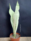 Sansevieria Trifasciata Moonshine, white snake plant, organically grown succulent plants for sale at TOMs FLOWer CLUB.
