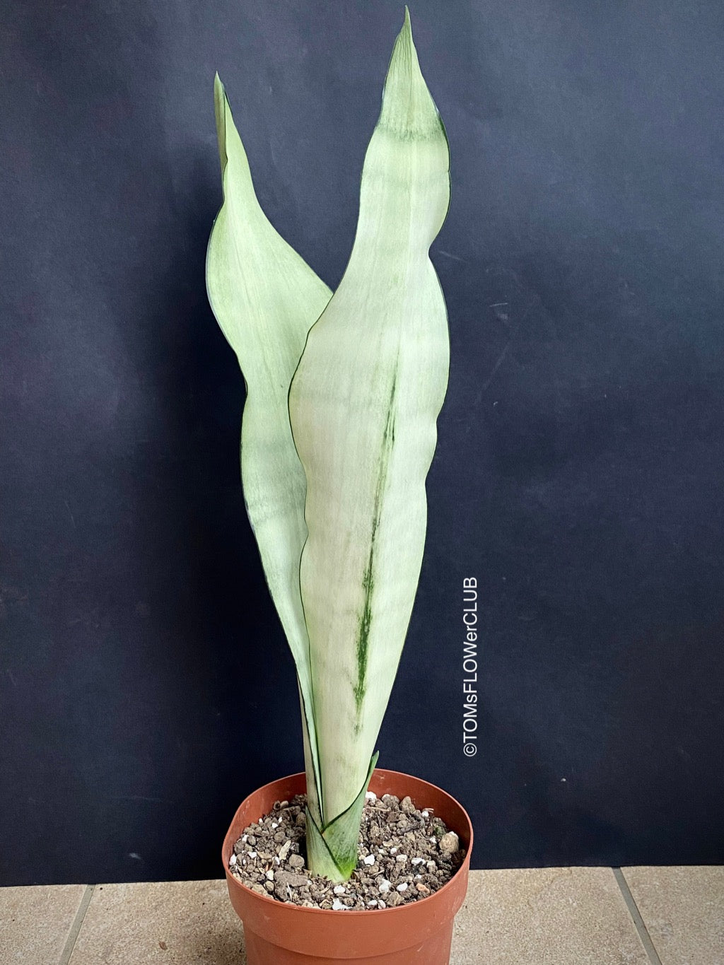 Sansevieria trifasciata 'Moonshine' | Flower Plants