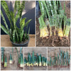 Organically grown Sansevieria Trifasciata rooted cuttings from TOMs FLOWer CLUB. Green-white striped snake plant, air-purifying & easy to care for.