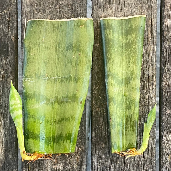 Organically grown Sansevieria Trifasciata rooted cuttings from TOMs FLOWer CLUB. Green-white striped snake plant, air-purifying & easy to care for.