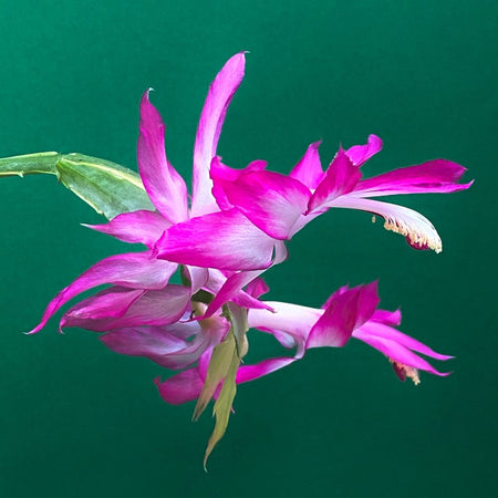 Schlumbergera Truncata Aurea Variegata, organically grown succulent plants for sale at TOMs FLOWer CLUB.