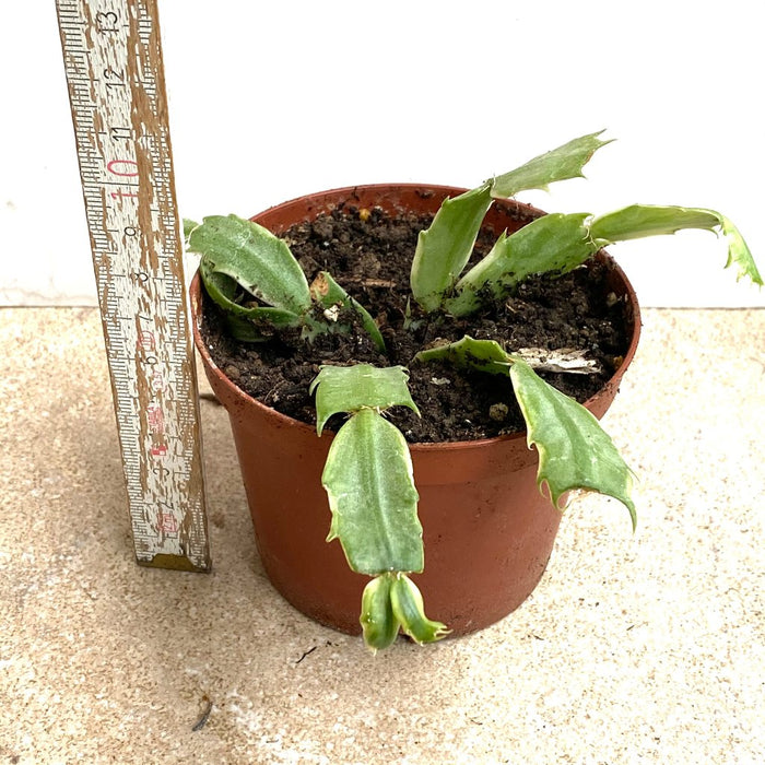 Schlumbergera Truncata Aurea Variegata, organically grown succulent plants for sale at TOMs FLOWer CLUB.