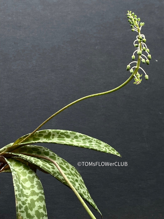 Scilla violacea, Ledebouria socialis, TOMs FLOWer CLUB, organically grown, Zimmerpflanzen, plants make people happy