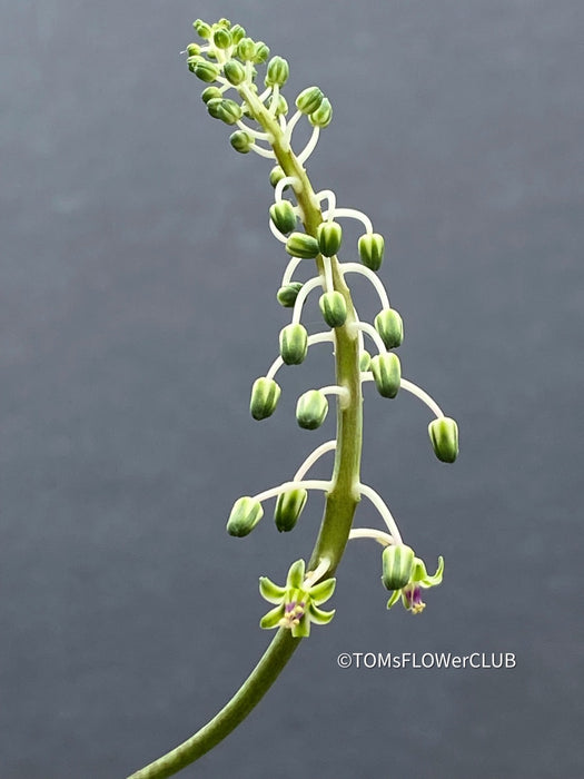 Scilla violacea, Ledebouria socialis, TOMs FLOWer CLUB, organically grown, Zimmerpflanzen, plants make people happy