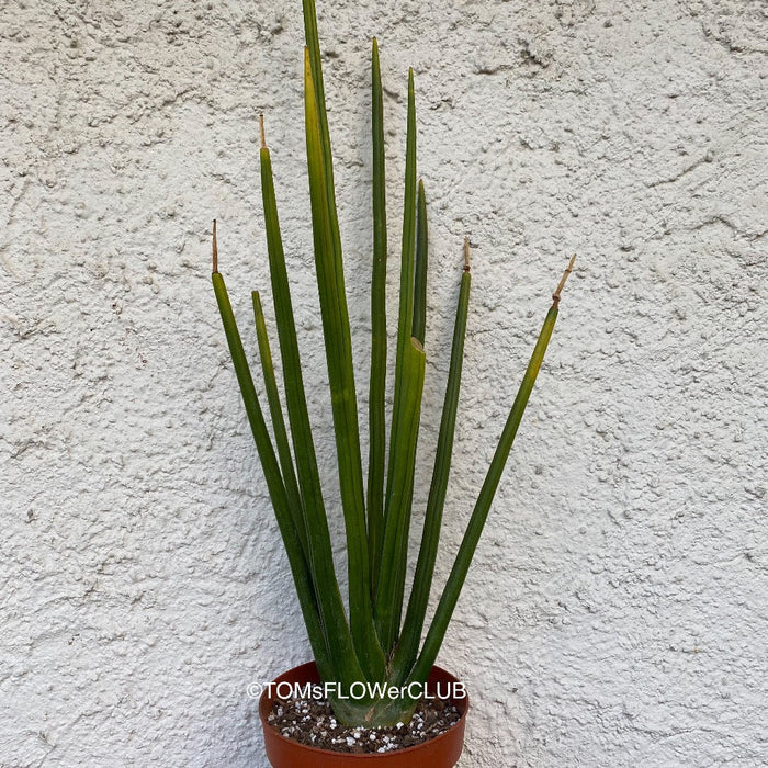sansevieria seeds for sale Sansevieria Erythraeae | seeds | organically grown succulent plants