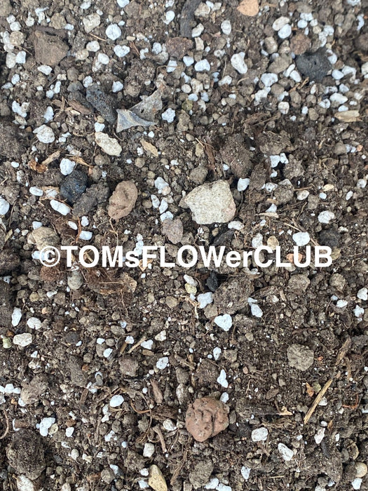 Well drained soil for Sansevieria Trifasciata Moonshine, organically grown succulent plants for sale at TOMs FLOWer CLUB.