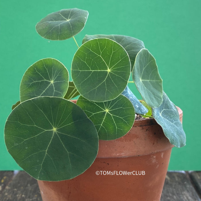 Stephania erecta, organically grown succulent plants for sale at TOMsFLOWer CLUB.