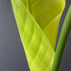 Strelitzia Alba,  Bird of paradise, Strelitzie, Paradiesvogelblume, organically grown tropical plants for sale at TOMs FLOWer CLUB.