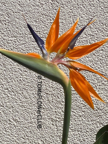 Strelitzia Reginae,  Bird of paradise, Strelitzie, Paradiesvogelblume, organically grown tropical plants for sale at TOMs FLOWer CLUB.