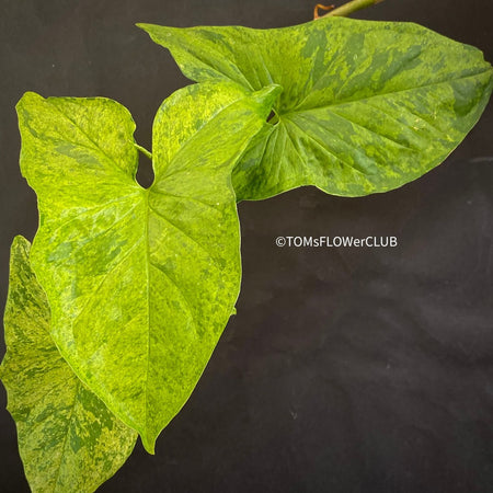 Syngonium podophyllum Mojito, organically grown tropical plants for sale at TOMs FLOWer CLUB.