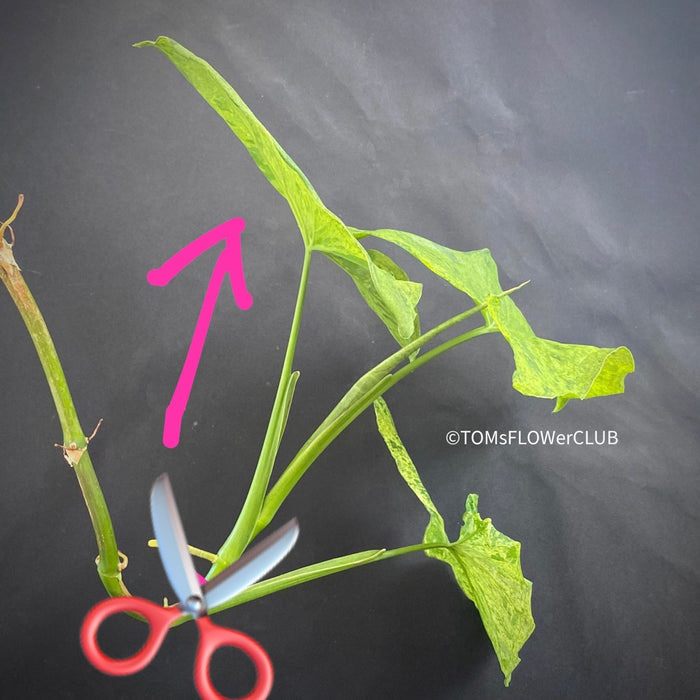 Syngonium podophyllum Mojito, organically grown tropical plants for sale at TOMs FLOWer CLUB.