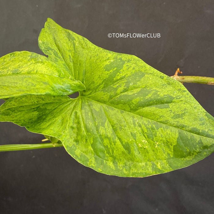 Syngonium podophyllum Mojito, organically grown tropical plants for sale at TOMs FLOWer CLUB.