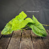 Syngonium podophyllum Mojito, organically grown tropical plants for sale at TOMs FLOWer CLUB.