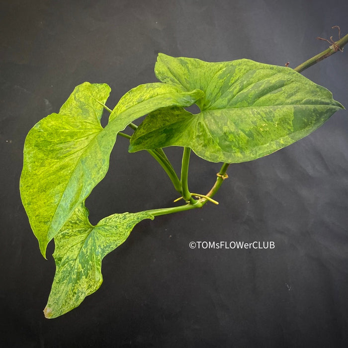 Syngonium podophyllum Mojito, organically grown tropical plants for sale at TOMs FLOWer CLUB.