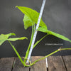 Syngonium podophyllum Mojito, organically grown tropical plants for sale at TOMs FLOWer CLUB.