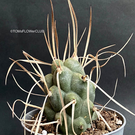 Tephrocactus Articulatus Syringacanthu, organically grown succulent plants for sale at TOMs FLOWer CLUB.