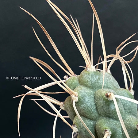 Tephrocactus Articulatus Syringacanthu, organically grown succulent plants for sale at TOMs FLOWer CLUB.