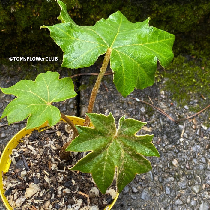 TOMs FLOWer CLUB, Reispapierbaum, Tetrapanax papyrifer Rice-paper plant Chinese rice-paper tree Tetrapanax papyrifer care Tetrapanax papyrifer propagation Tetrapanax papyrifer uses Tetrapanax papyrifer medicinal properties Tetrapanax papyrifer landscaping Tetrapanax papyrifer pruning Tetrapanax papyrifer varieties Tetrapanax papyrifer zone (specify appropriate USDA hardiness zone) for sale common names cultivation ornamental plant leaves growth habits landscape design landscape ideas garden uses