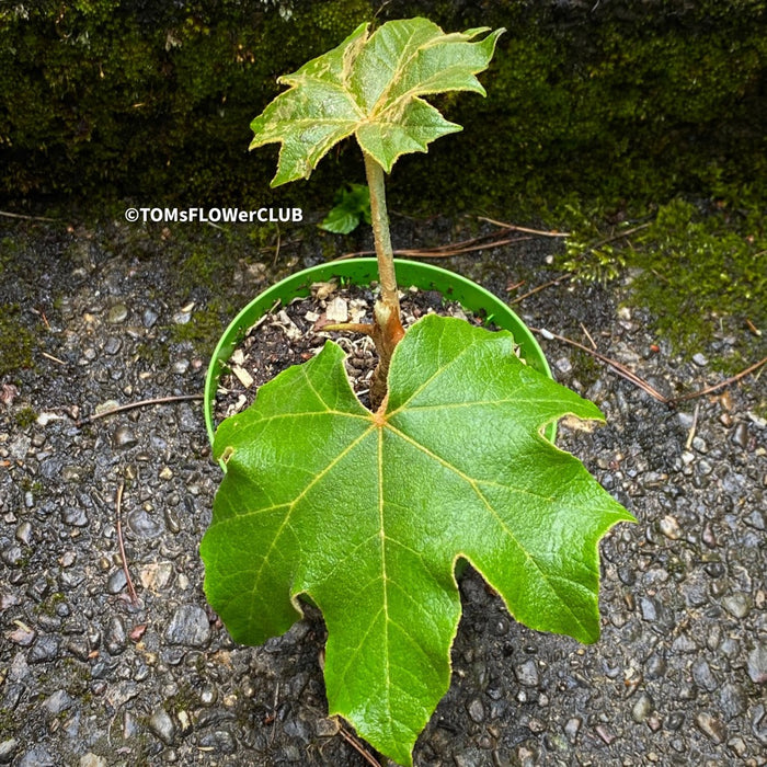 TOMs FLOWer CLUB, Reispapierbaum, Tetrapanax papyrifer Rice-paper plant Chinese rice-paper tree Tetrapanax papyrifer care Tetrapanax papyrifer propagation Tetrapanax papyrifer uses Tetrapanax papyrifer medicinal properties Tetrapanax papyrifer landscaping Tetrapanax papyrifer pruning Tetrapanax papyrifer varieties Tetrapanax papyrifer zone (specify appropriate USDA hardiness zone) for sale common names cultivation ornamental plant leaves growth habits landscape design landscape ideas garden uses