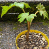 TOMs FLOWer CLUB, Reispapierbaum, Tetrapanax papyrifer Rice-paper plant Chinese rice-paper tree Tetrapanax papyrifer care Tetrapanax papyrifer propagation Tetrapanax papyrifer uses Tetrapanax papyrifer medicinal properties Tetrapanax papyrifer landscaping Tetrapanax papyrifer pruning Tetrapanax papyrifer varieties Tetrapanax papyrifer zone (specify appropriate USDA hardiness zone) for sale common names cultivation ornamental plant leaves growth habits landscape design landscape ideas garden uses