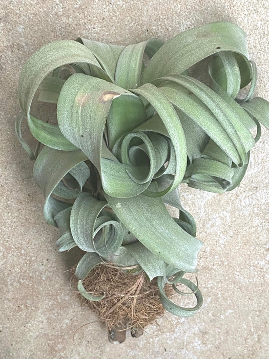 Tillandsia Curly Slim, organically grown air plants for sale at TOMs FLOWer CLUB.