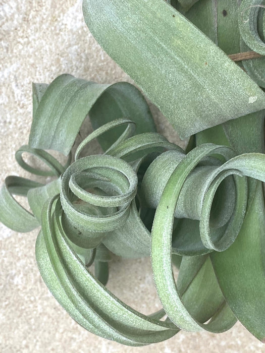 Tillandsia Curly Slim, organically grown air plants for sale at TOMs FLOWer CLUB.