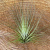 Tillandsia filifolia, organically grown air plants for sale at TOMs FLOWer CLUB.