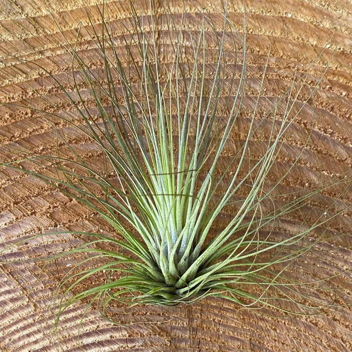 Tillandsia filifolia, organically grown air plants for sale at TOMs FLOWer CLUB.