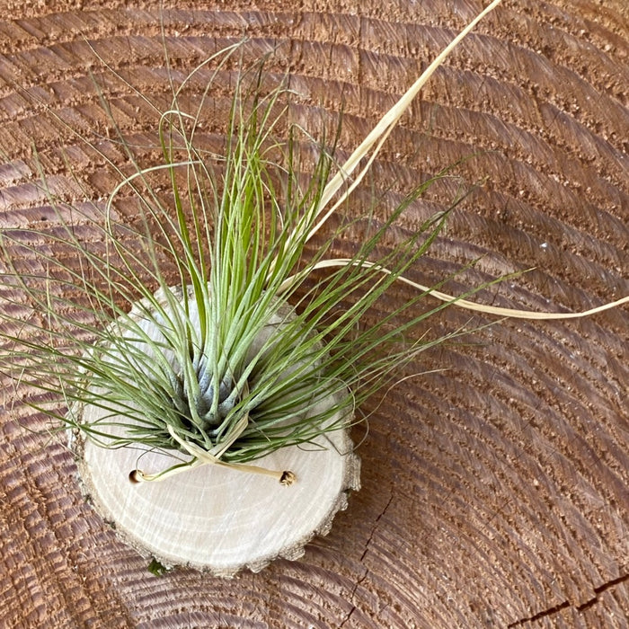 Tillandsia filifolia, organically grown air plants for sale at TOMs FLOWer CLUB.