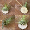 Tillandsia filifolia, organically grown air plants for sale at TOMs FLOWer CLUB.