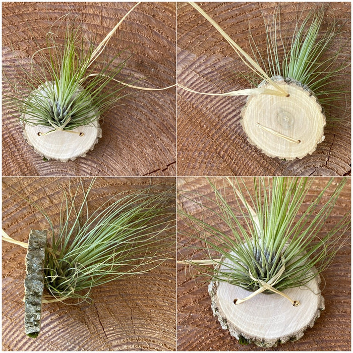 Tillandsia filifolia, organically grown air plants for sale at TOMs FLOWer CLUB.