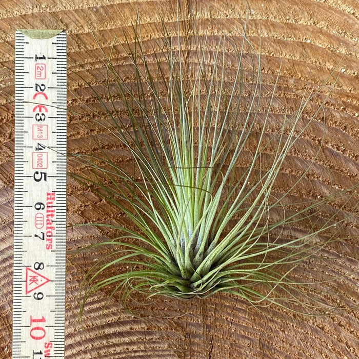 Tillandsia filifolia, organically grown air plants for sale at TOMs FLOWer CLUB.